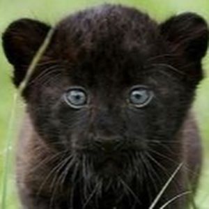 Meet your Posher, Margie